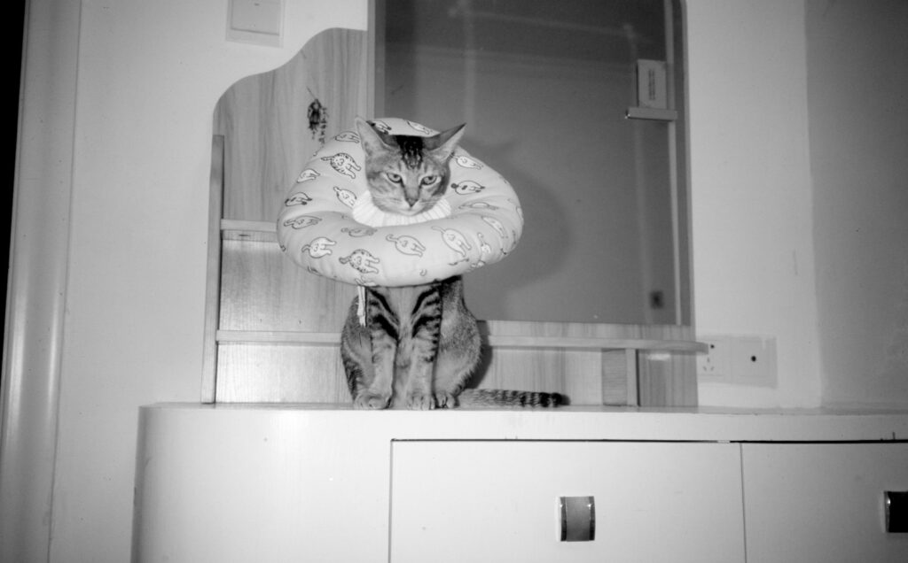 Cat wearing an elizabethan collar sits on furniture.
